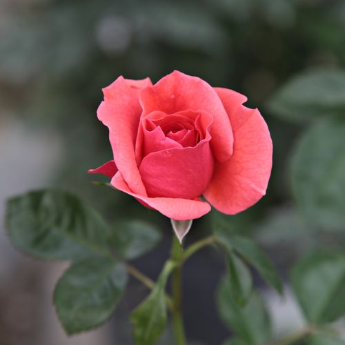 Rosa Okályi Iván emléke - bordová - oranžová - záhonová ruža - floribunda